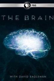 The Brain with David Eagleman