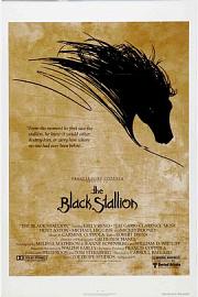 The Black Stallion