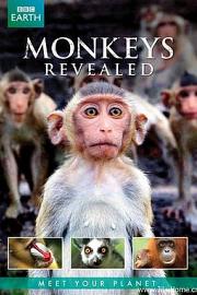 Monkeys Revealed