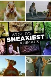World's Sneakiest Animals