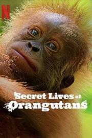 Secret Lives of Orangutans